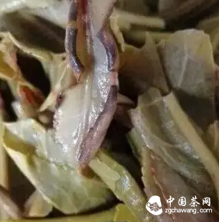 普洱茶叶底「红梗红叶」是怎么回事?