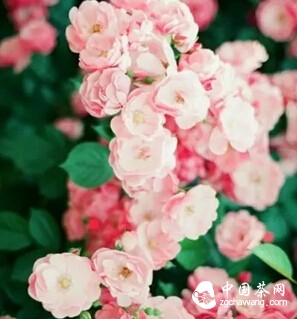 我很平凡,但独一无二