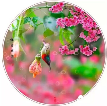 望君天涯，樱花雨落