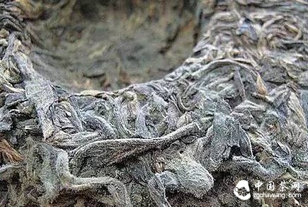 普洱茶的“白霜”是什么鬼?