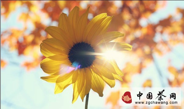 这个故事，太狡猾了！