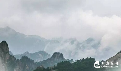 除了《七碗茶诗》,你还应该知道这些关于茶的古诗