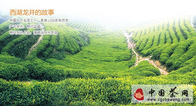 浙江名茶之西湖龙井
