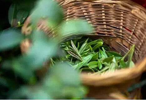 明前茶、谷雨茶，您爱喝哪款？