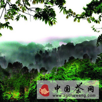 19大普洱茶山的特色与口感介绍