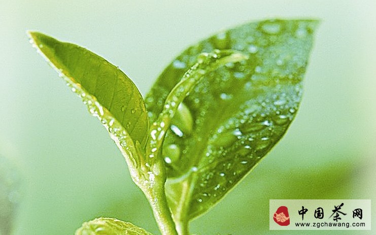 茶事汇总：2013中国茶界十大事件