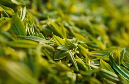 别见茶就喝，这九种茶喝多了可能致病