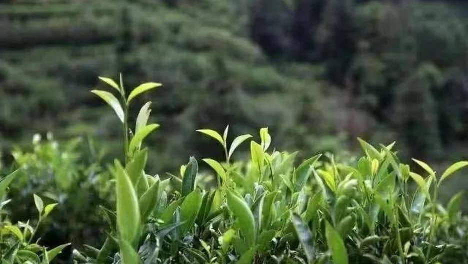 香型众多韵味独特的凤凰单丛茶