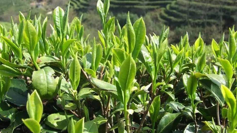 云南绿茶瑰宝:南糯白毫