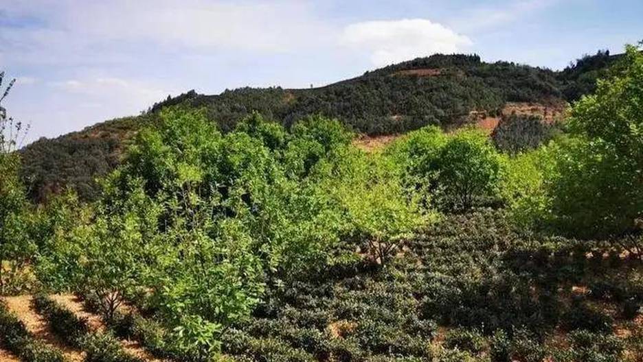 千年小叶种,十里板栗香——云南宝洪茶