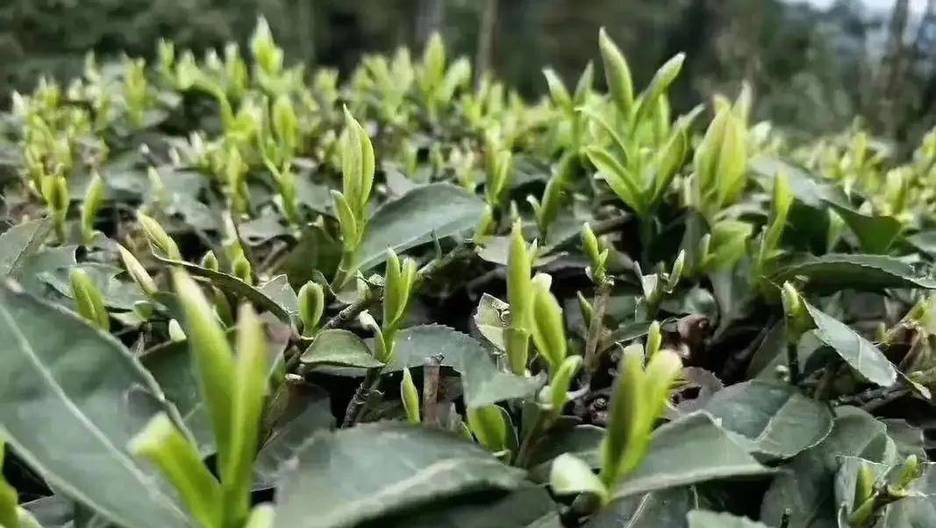 翠色千年:解码贵州湄潭翠芽