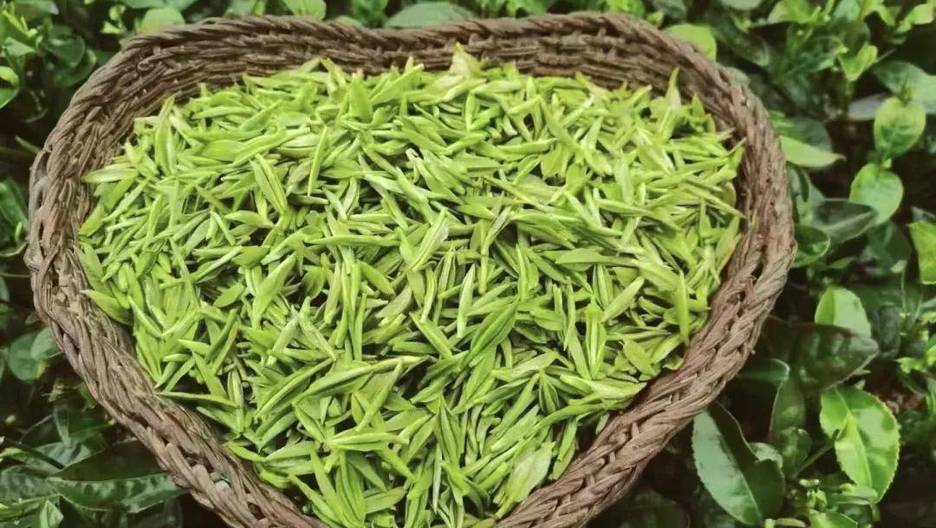都匀毛尖:绿茶中的翡翠明珠