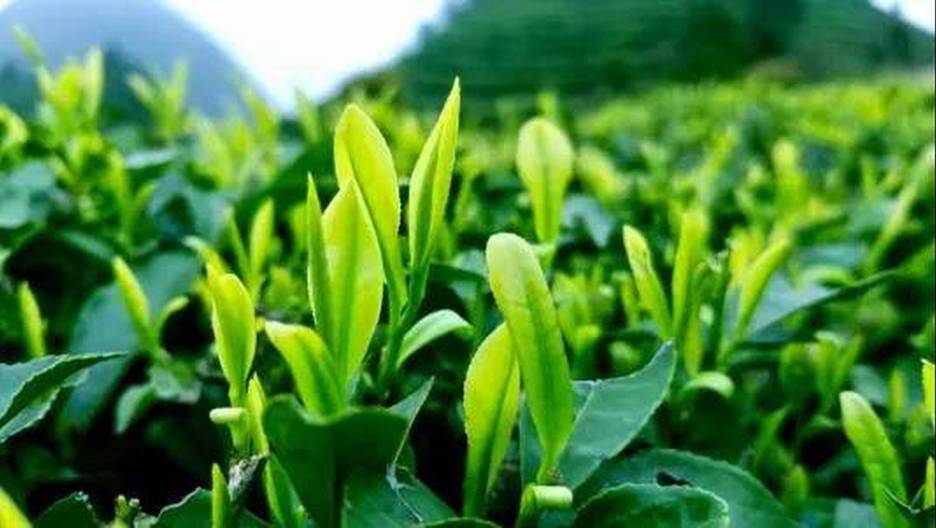云上硒锌韵,贵州丹寨茶