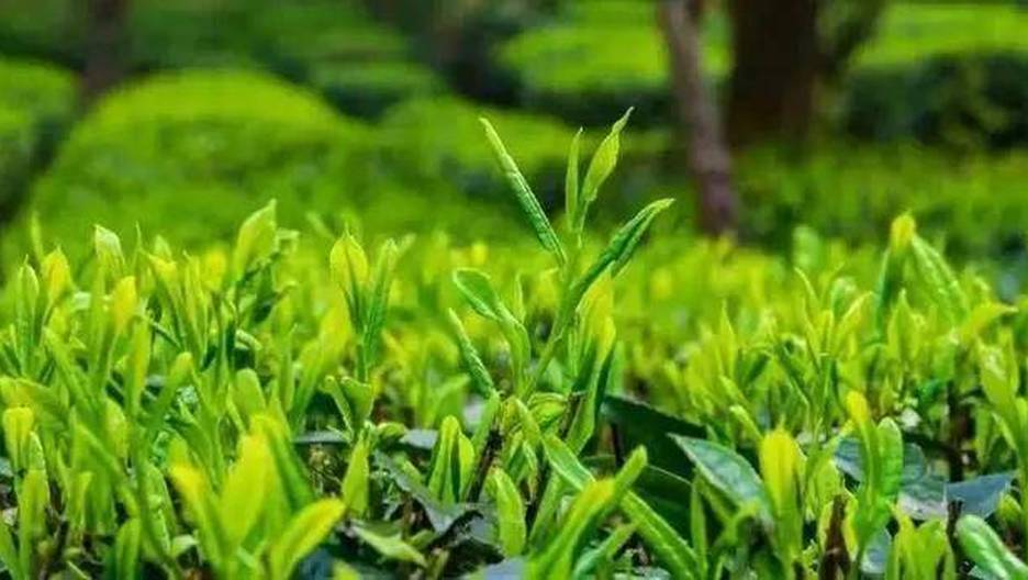 峨眉雪芽,川茶瑰宝