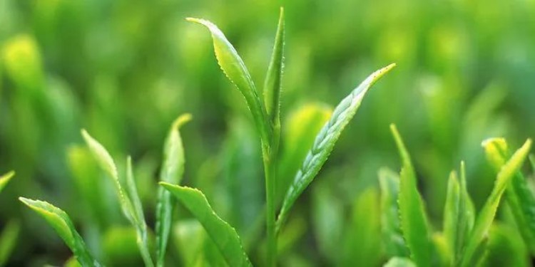 喝茶,正确的喝茶习惯很重要