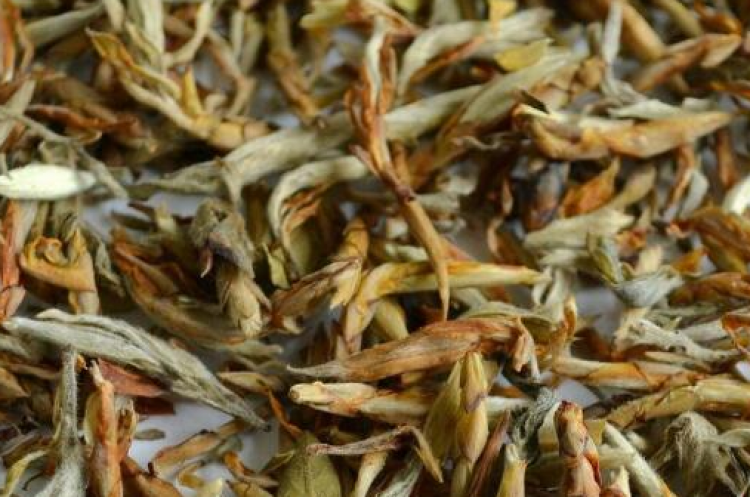 老鹰茶是什么茶?老鹰茶的功效和作用