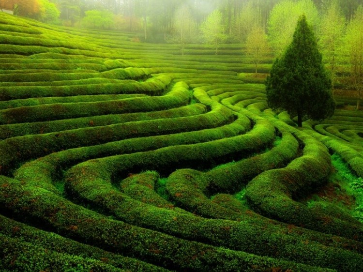 什么降糖茶是最好的