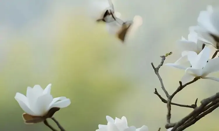 春天养生,重在护肝!
