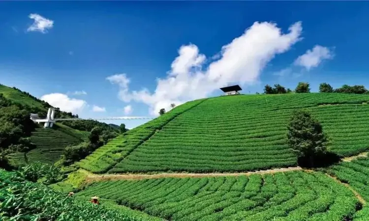广西绿茶:云雾山间的千年茶香