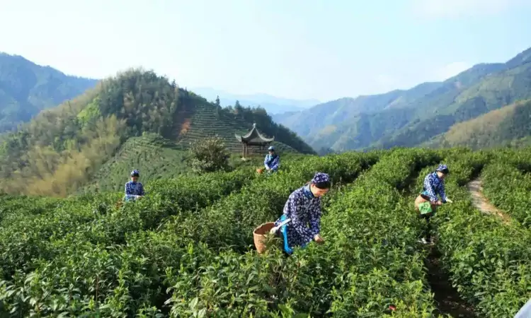 茶叶成本粗计，广大茶农付出不易