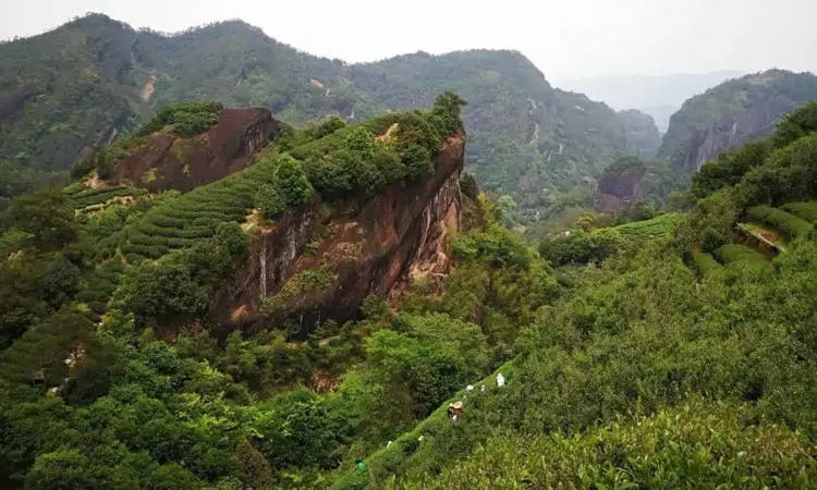 乌龙茶入门基础知识