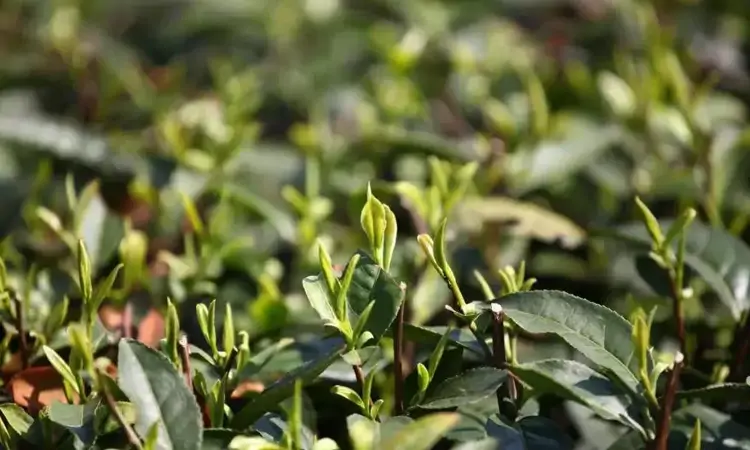 千年云雾淬仙芽：庐山云雾茶