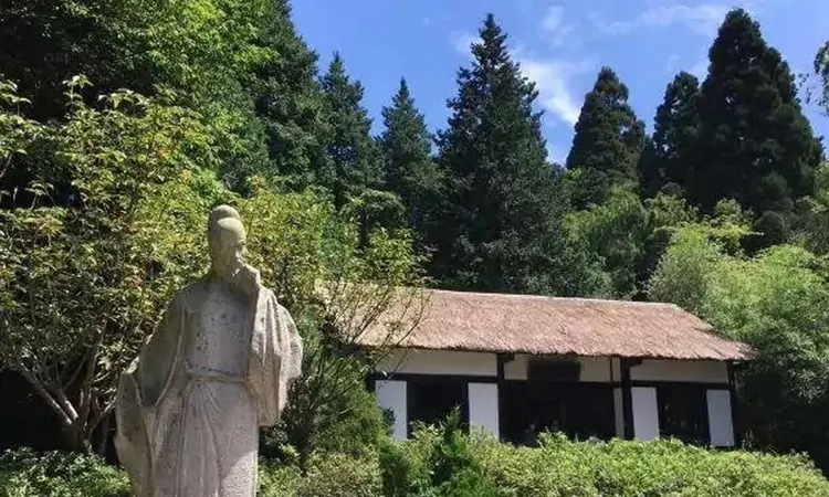 茶香慰浮生：白居易与庐山云雾茶