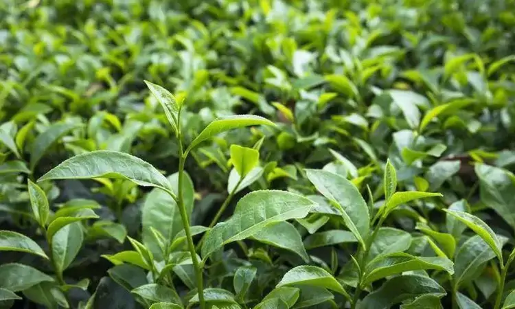 草木凝香，千年茶脉：广东绿茶