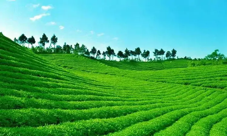 红色圣地的绿色传奇——井冈翠绿茶
