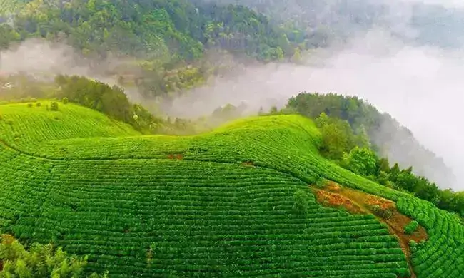 香凝翠色，韵承千年——绿茶珍品婺源茗眉