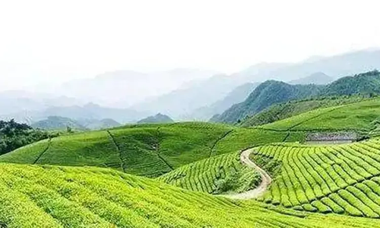 诗韵茗香传千年——双井绿茶