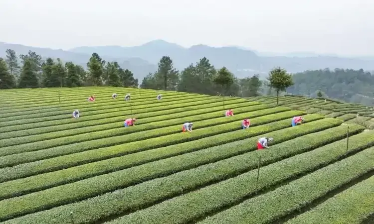 春风起 采茶忙 四川威远5万余亩春茶全面开采