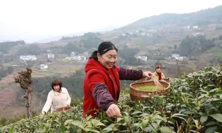 抢鲜上市 巴东第一茬新茶开采