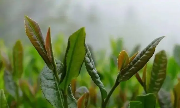 千年贡茶,顾渚紫笋