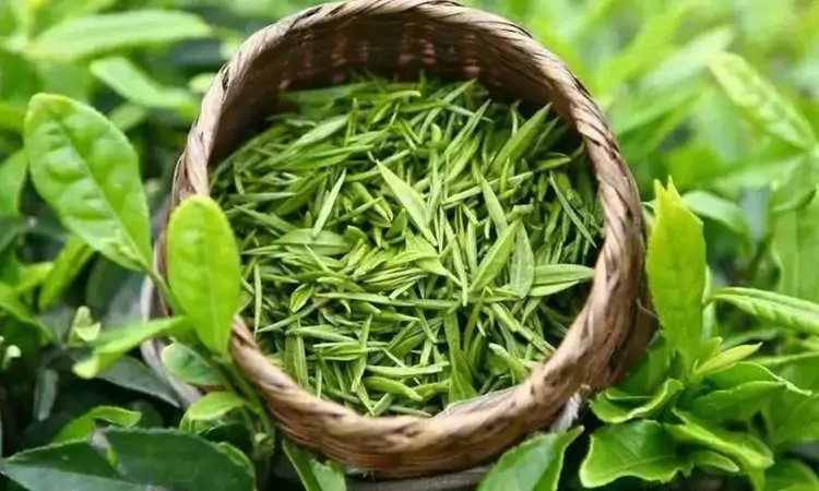 钱江源头翠,千年龙顶香——中国绿茶珍品开化龙顶