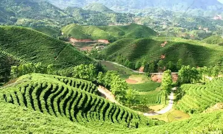 绿茶珍品,浙江景宁惠明茶