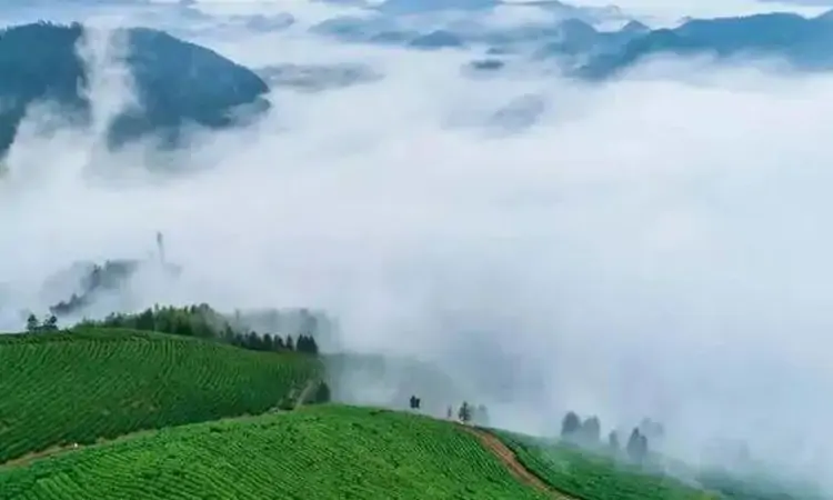 惠明禅师与惠明茶