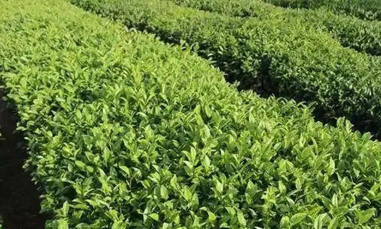 灵芽凝翠,绿茶珍品——高桥银峰