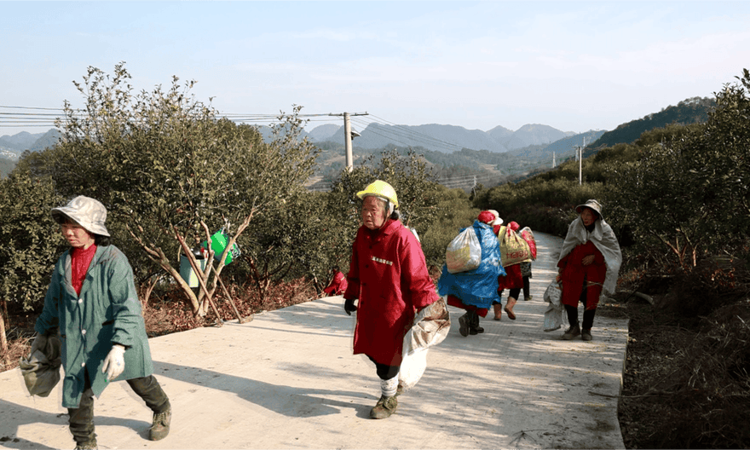 贵州平塘：油茶管护忙 产业促增收