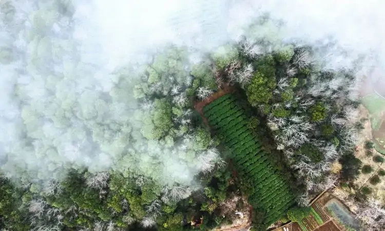 春茶开采 新绿抢“鲜”上市