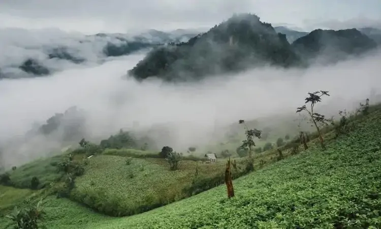 云中仙茗:南岳云雾茶