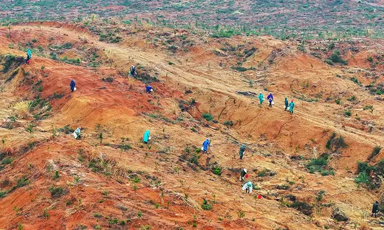 江西吉水：油茶树春管忙