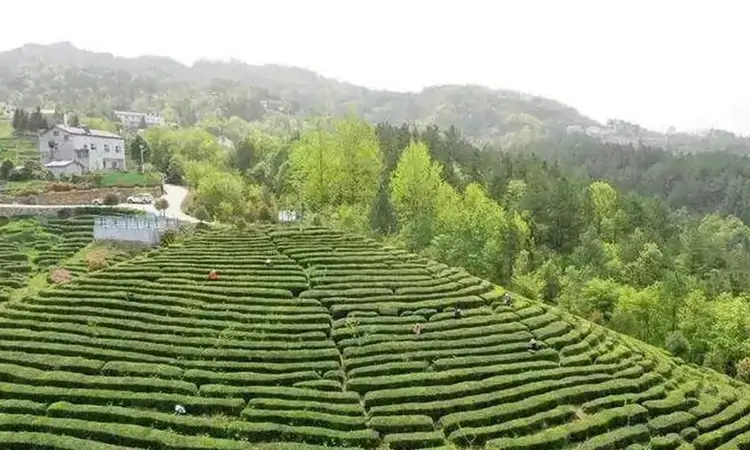 保康松针:千年蒸青绿茶的楚韵传承