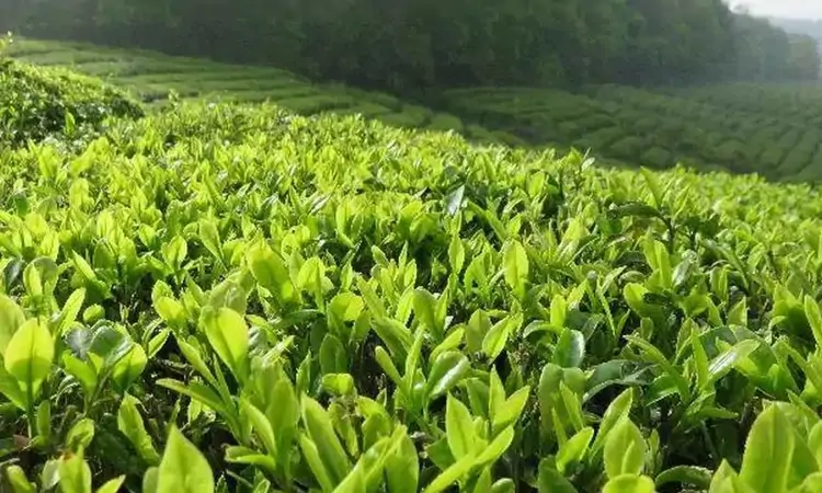 清香滑熟,别具风味——仙人掌茶