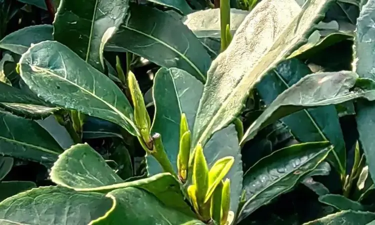 西湖龙井茶开采遇上冷空气怎么办？茶香味或许更浓