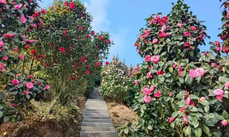 这个春天去雅安 品一盏茶 赏一城花