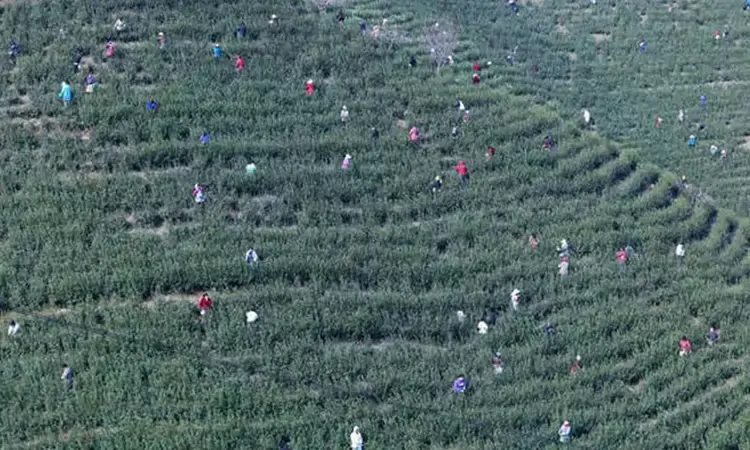 河南光山：春到茶山采茶忙