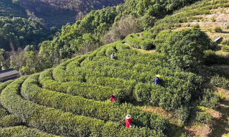 安徽庐江：明前茶开始采摘