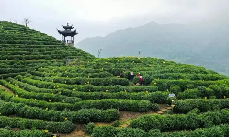 天下名茶,独高太平:太平猴魁