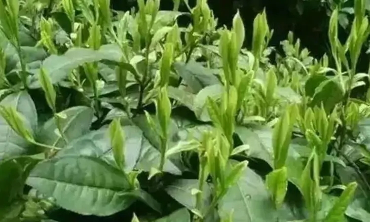 珠茶之冠,涌溪火青
